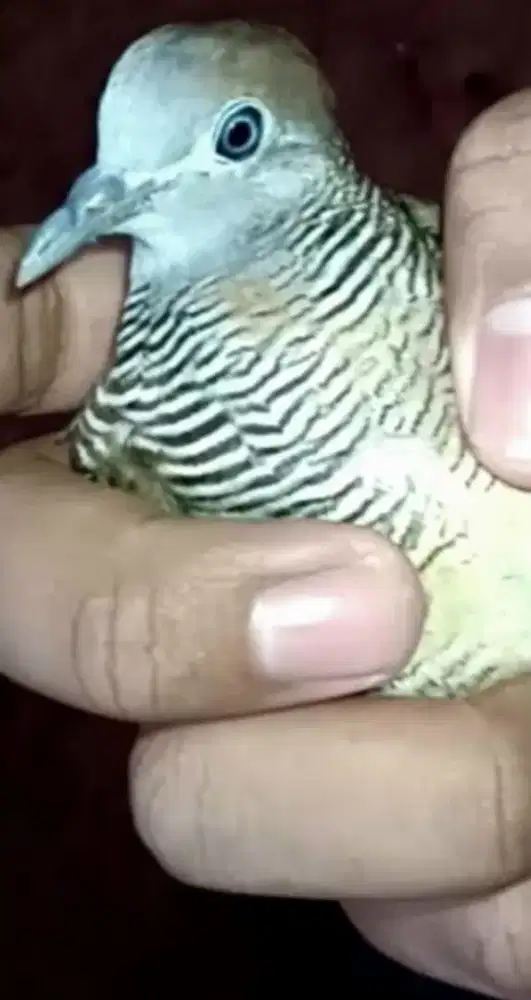 Perkutut kalung tepuk lokal alam.