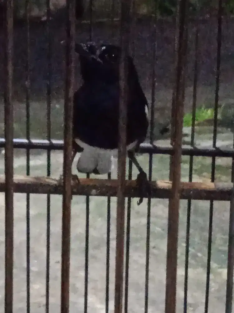 Burung kacer muda rajin bunyi