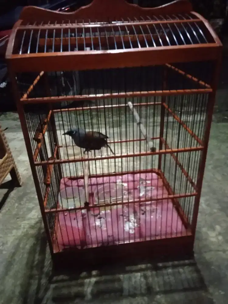 Burung poksai mantel rajin bunyi