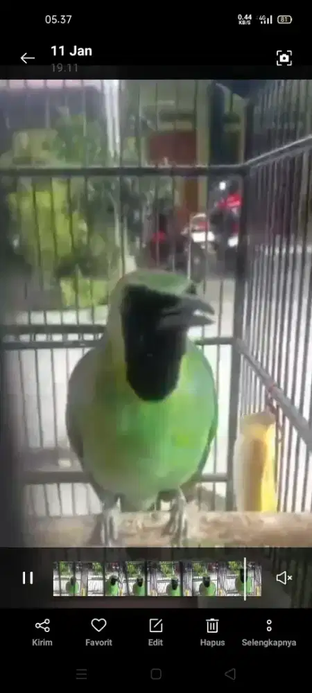 Jenggot..harian Rajin.bodi medium