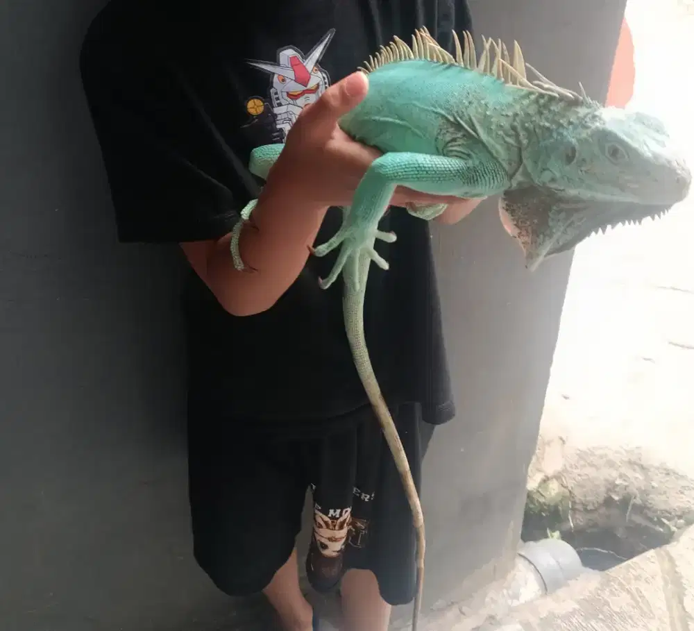 BU Blue Iguana 1 meter