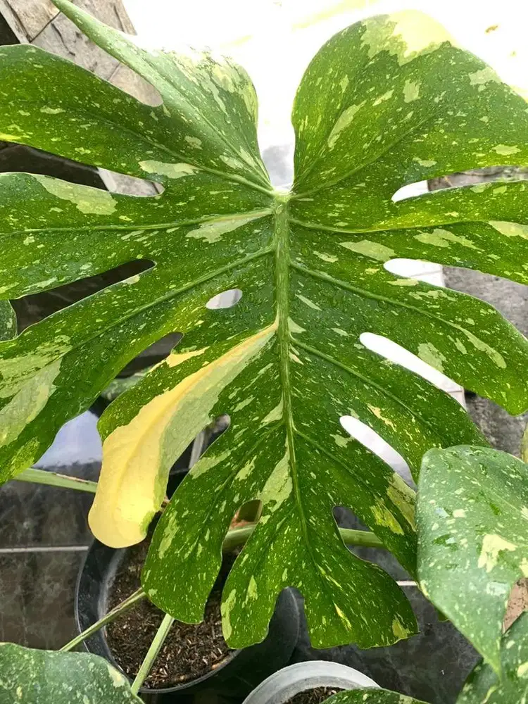 monstera thai constelation