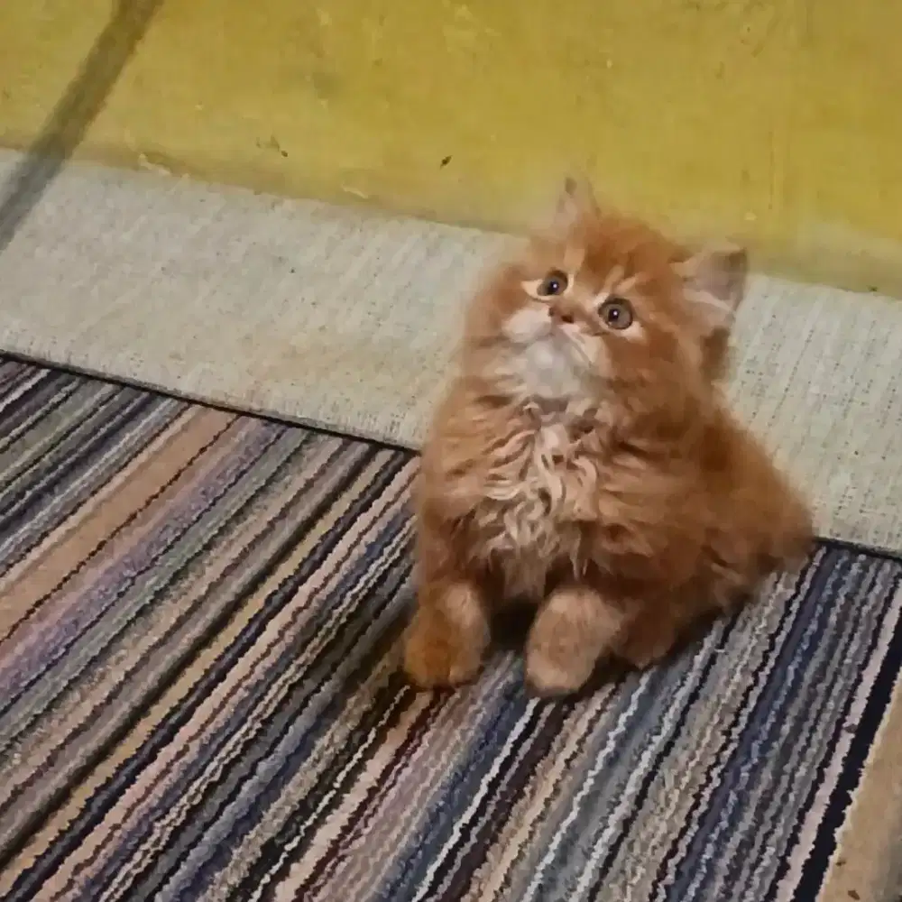 Kucing Persia Medium Betina Oren