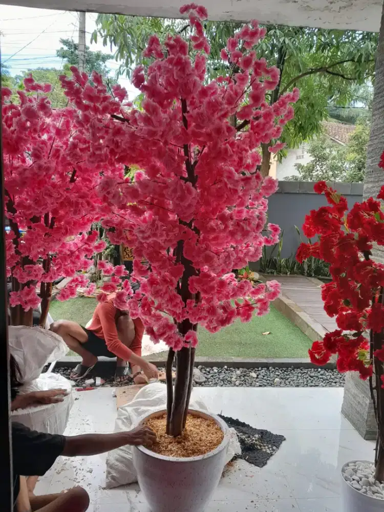 TANAMAN HIAS BUNGA SAKURA PINK MERAH
