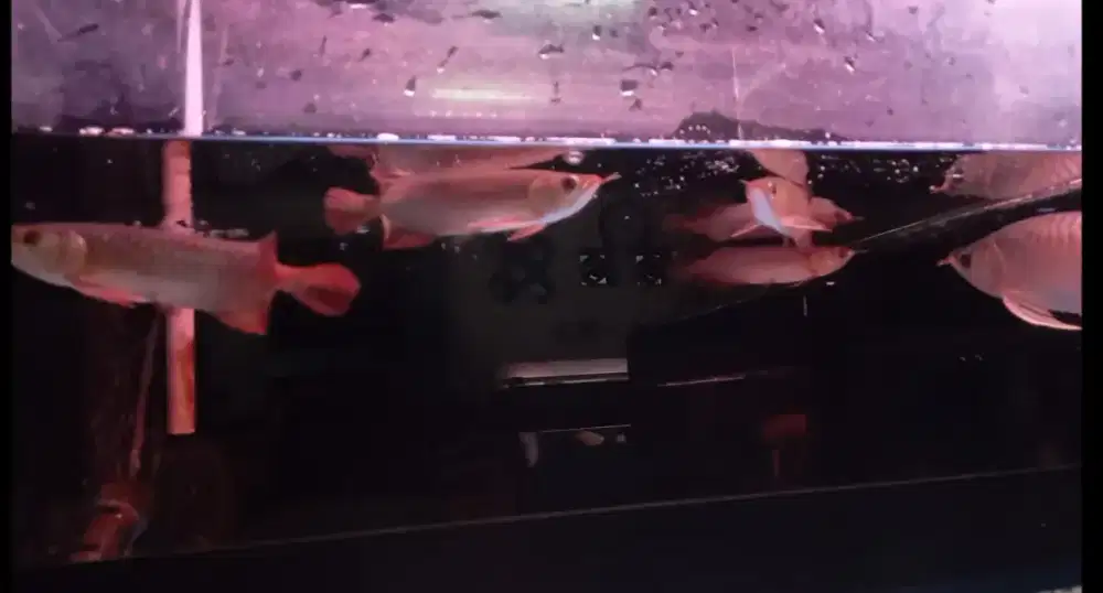 Arwana super red 15cm