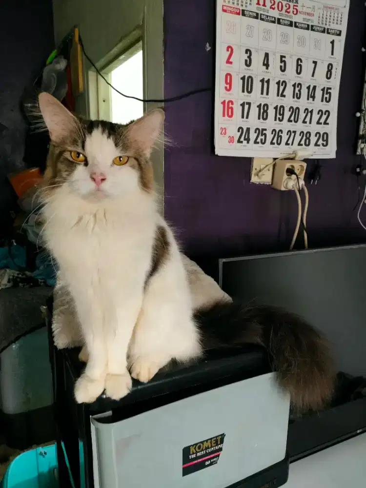 Kitten Maincoon Mix Jantan