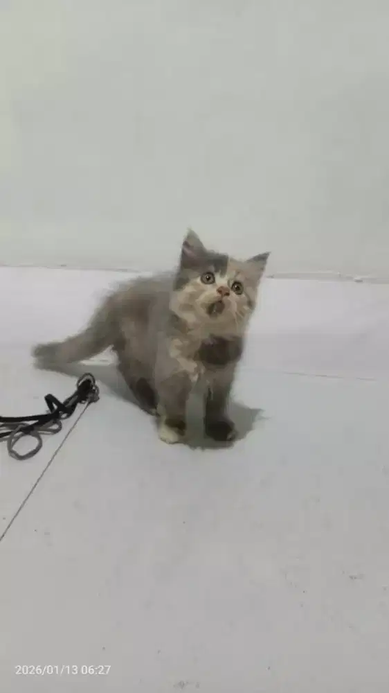 Kiteen betina persia