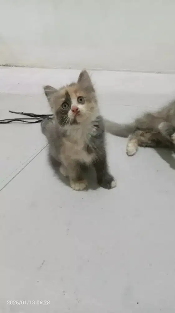 Kiteen persia betina