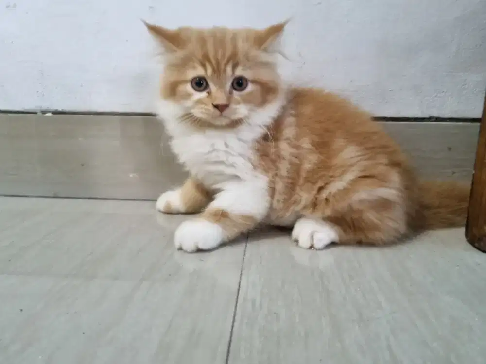 Kucing Kitten Persia