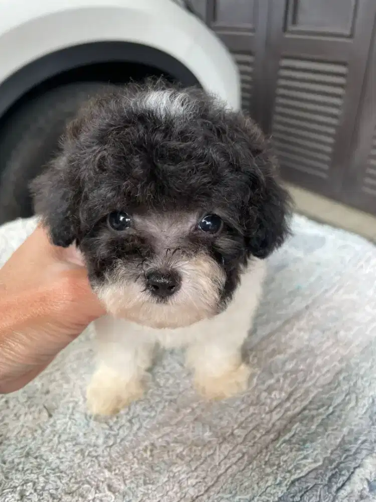 Jual poodle jantan party