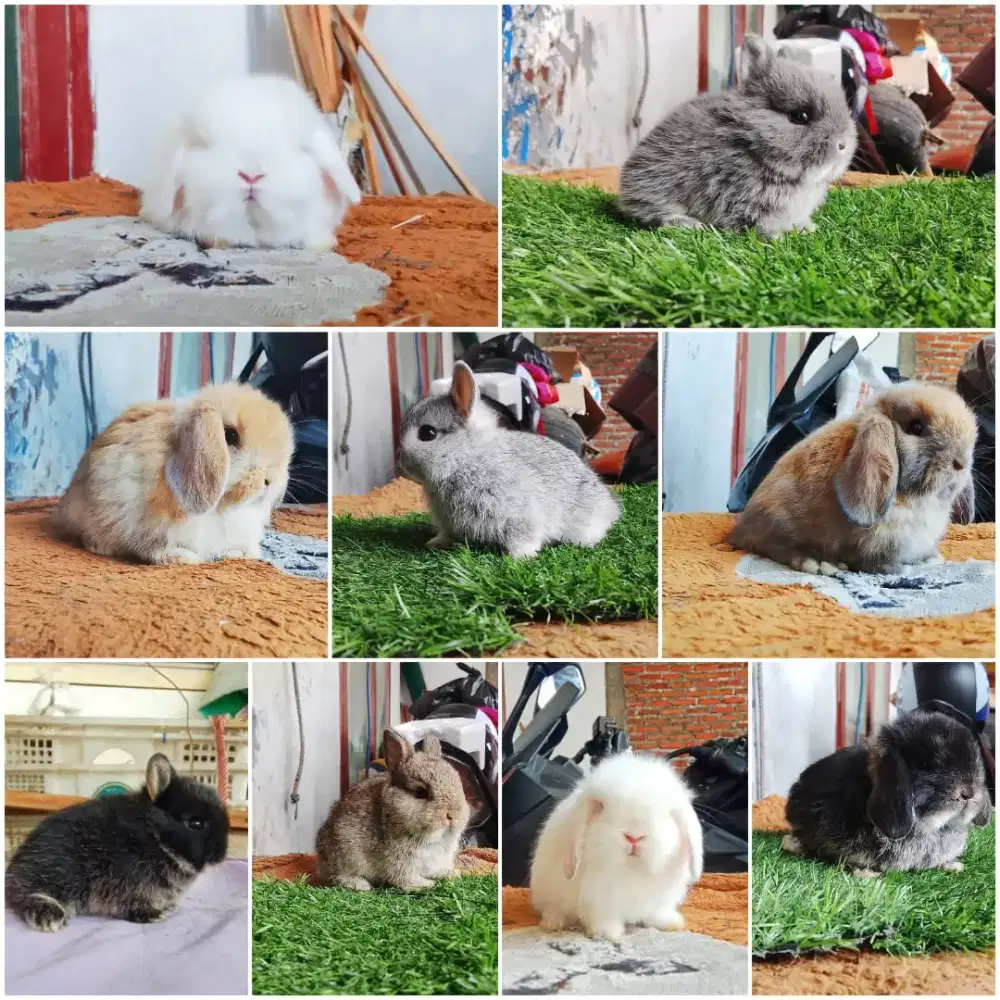 Peternakan kelinci lucu gemes