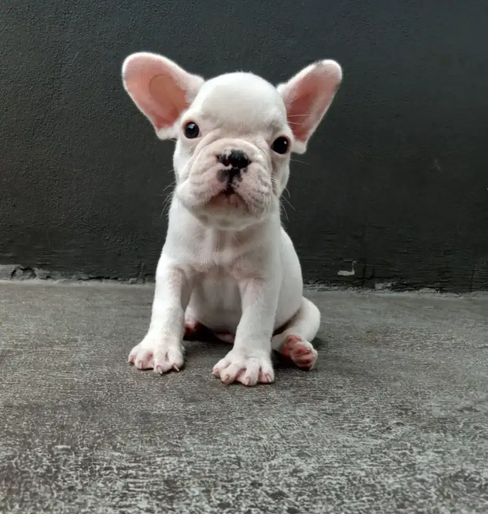 Jual anjing french bulldog jantan