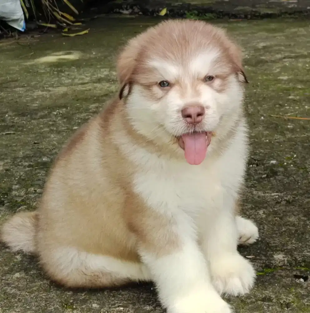 Anjing alaskan malamute