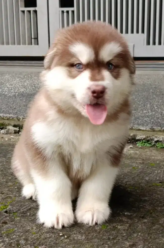 Alaskan malamute red bl cina