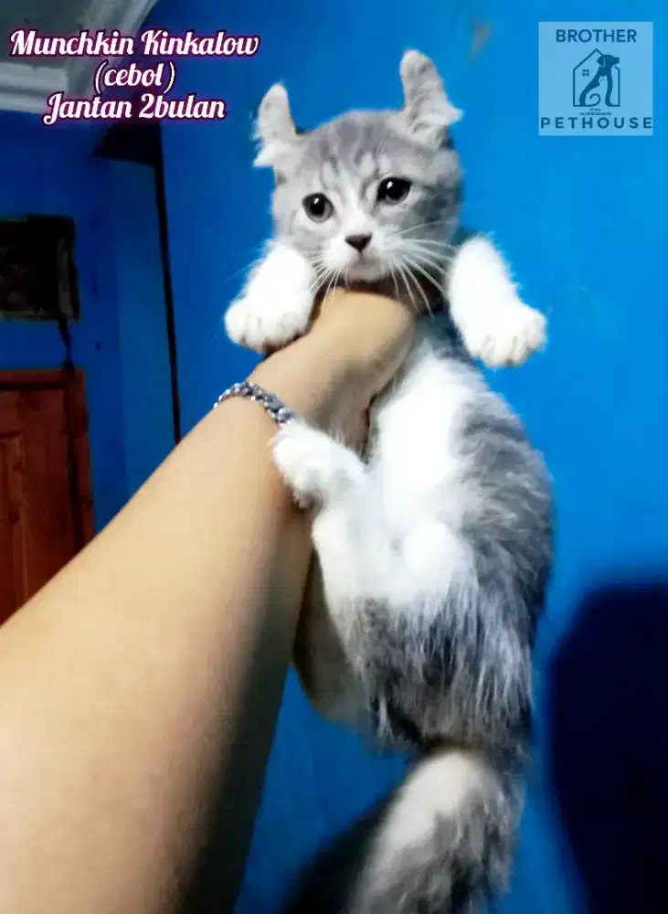 KINKALOW MUNCHKIN (CEBOL)