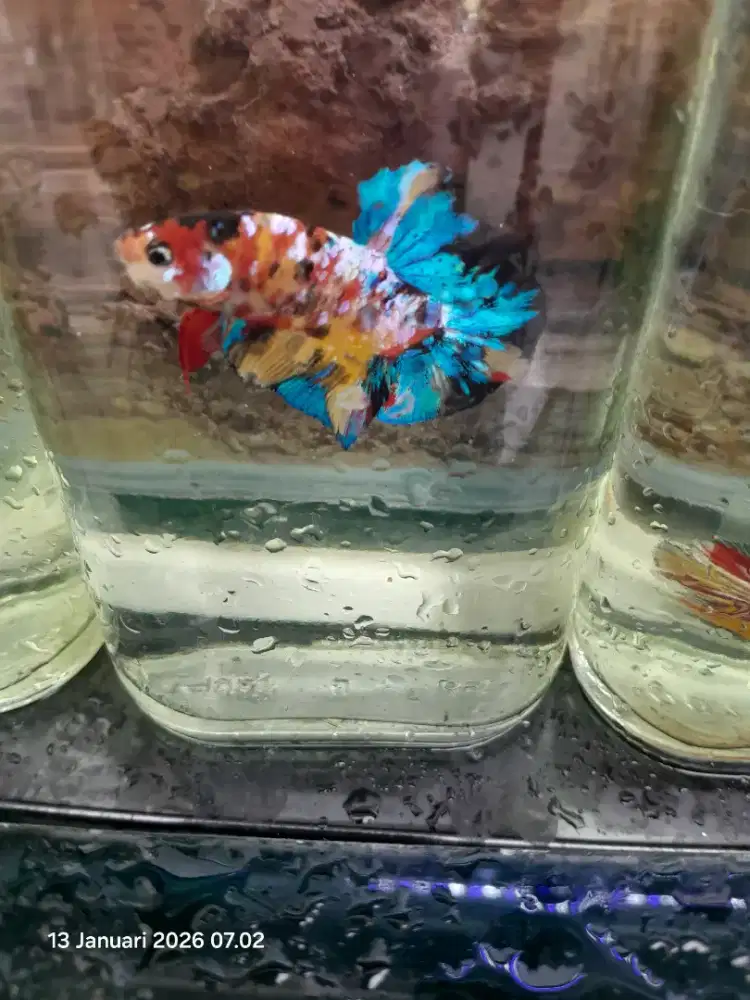 Ikan cupang kualitas murah