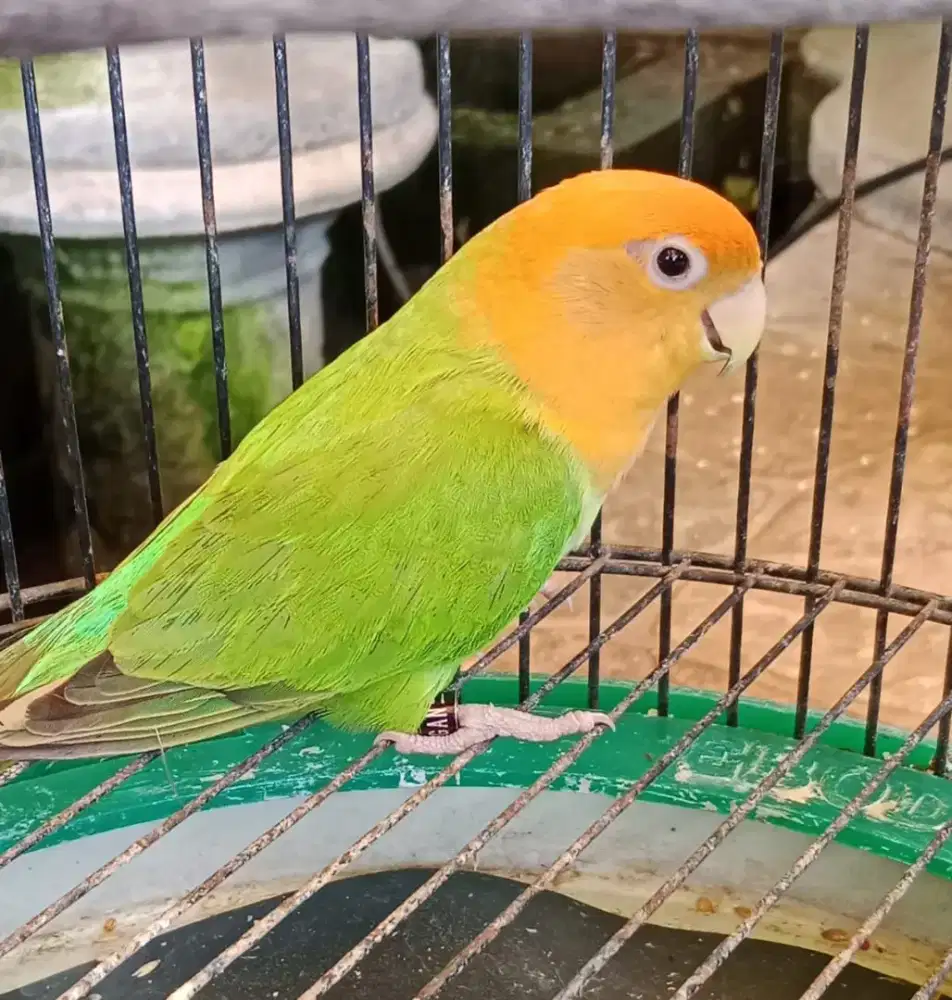 Lovebird nonklep betina love bird NK