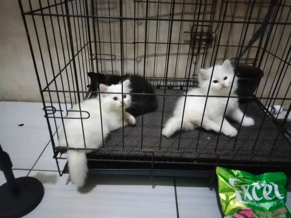 Anak kucing Persia