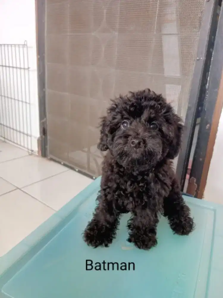 Open adopt Puppies poodle