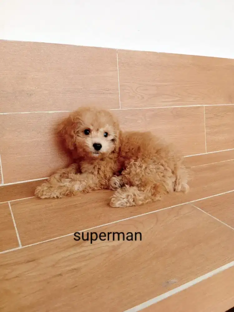 Open adopt Puppies poodle