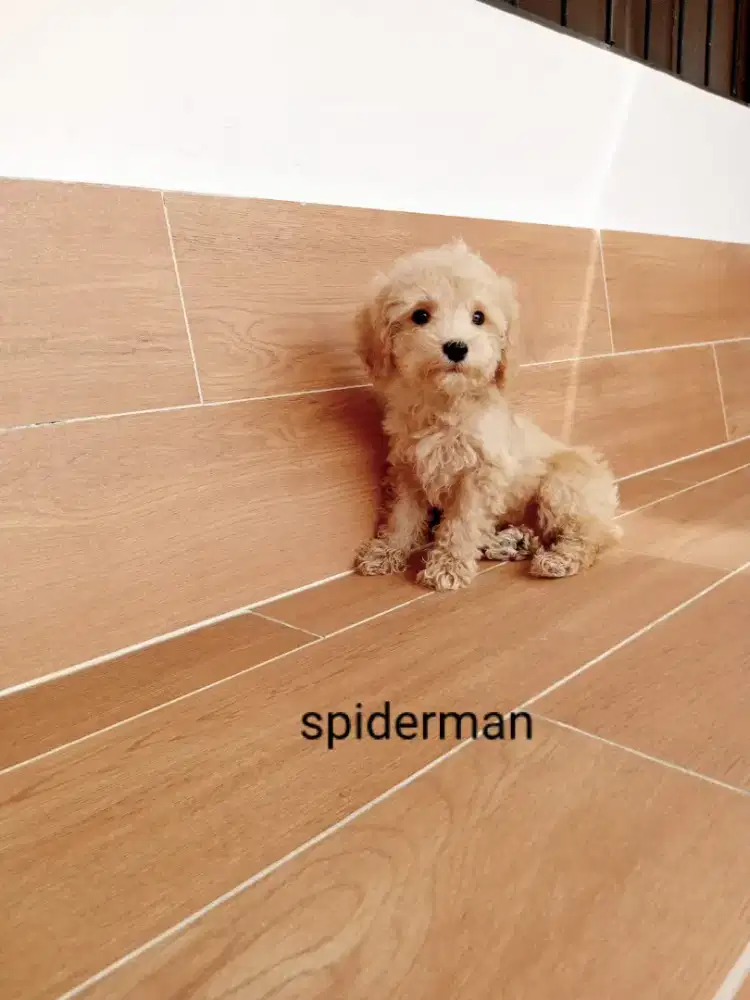 Open adopt Puppies poodle