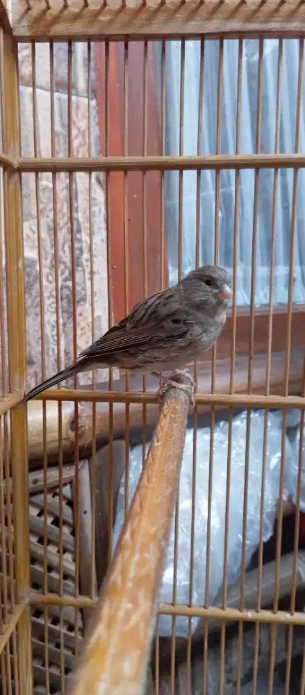 Burung kenari af anak setvol warna abu polos