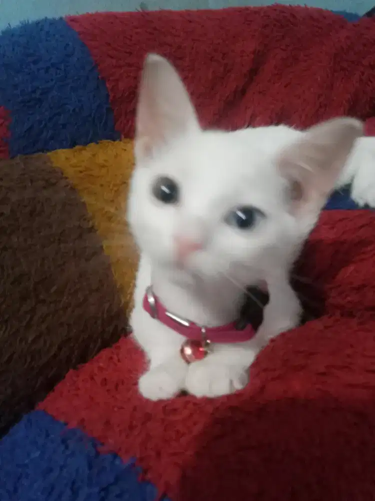 Open adopsi kucing odd eye