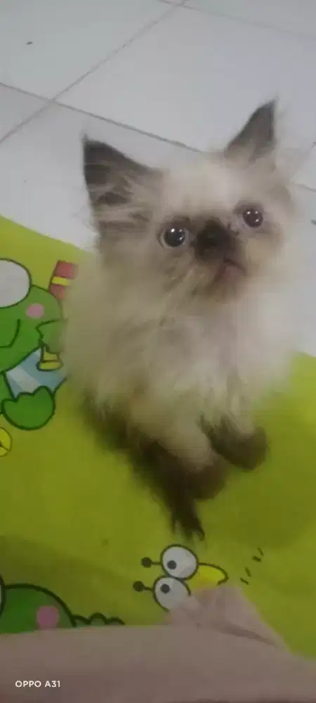 Kucing petnoise Himalaya