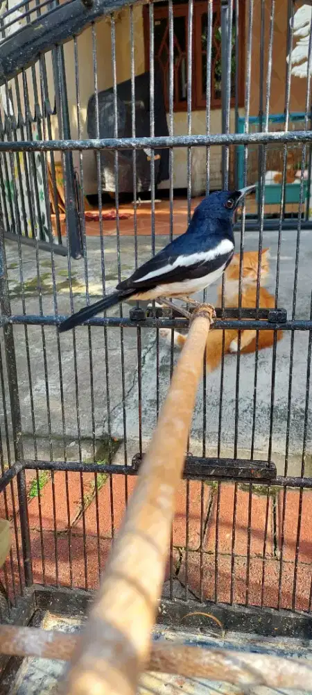 Kacer daput wiksar fulset