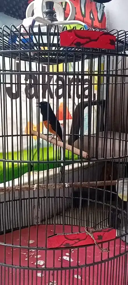 Murai gacor materi folum gledek fulset