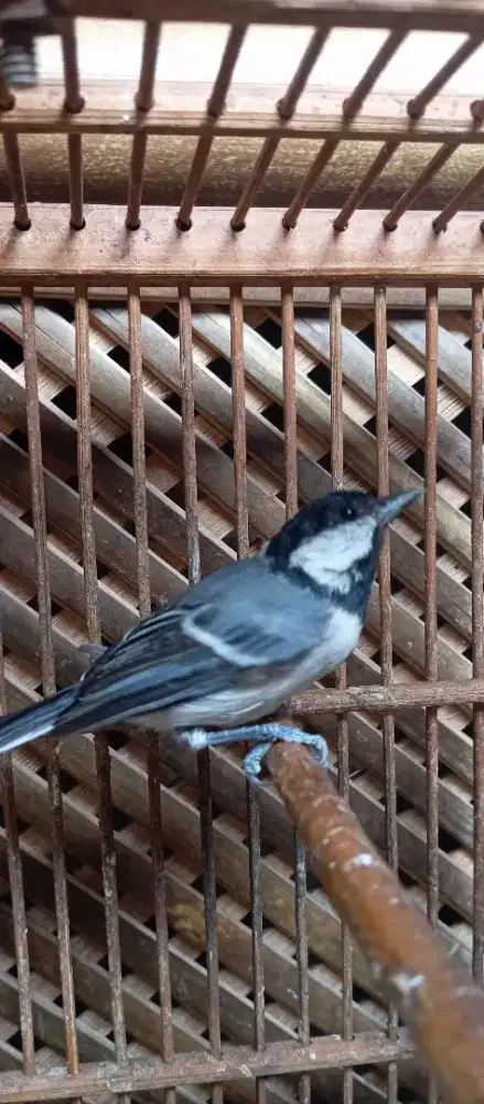 Burung galatik batu jantan