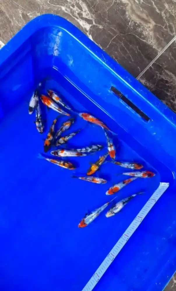 Ikan koi jenis Showa Ginrin Showa 10-12cm Blitar