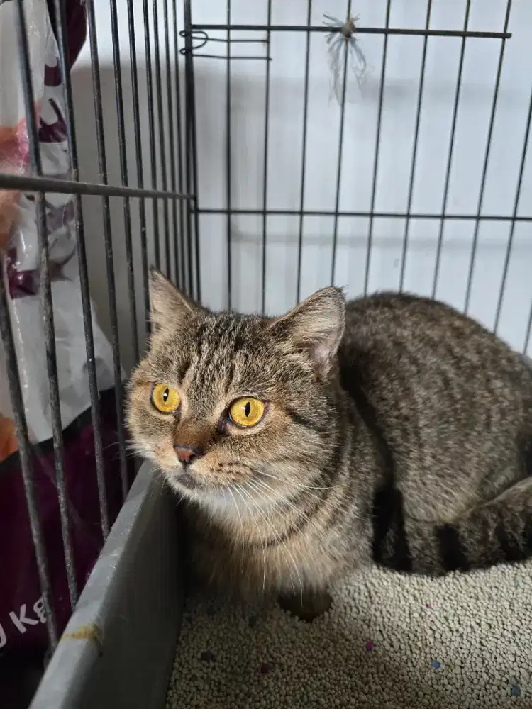 Bsh munchkin cebol betina