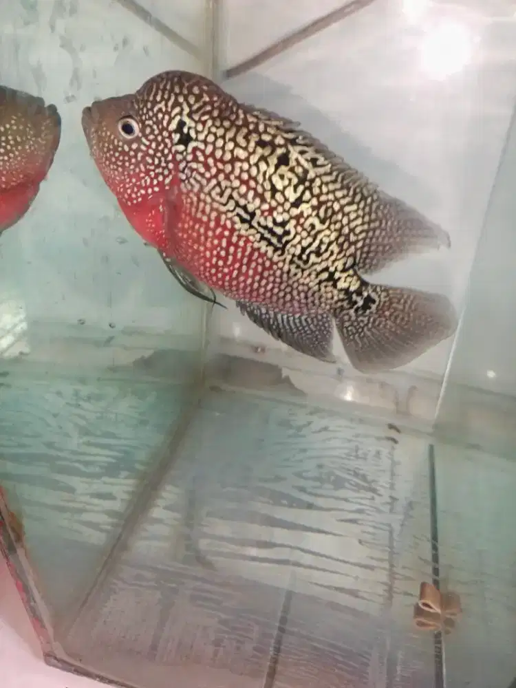 Louhan kamfa UK 3jari lebih