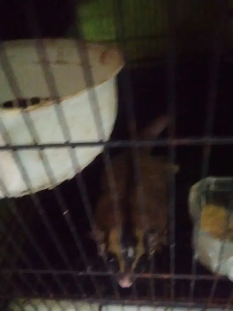 SG cg jantan usia 2tahun kurang lebih