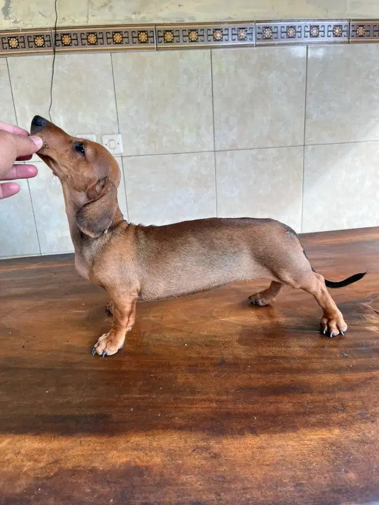 tekel betina kuwalitas jos