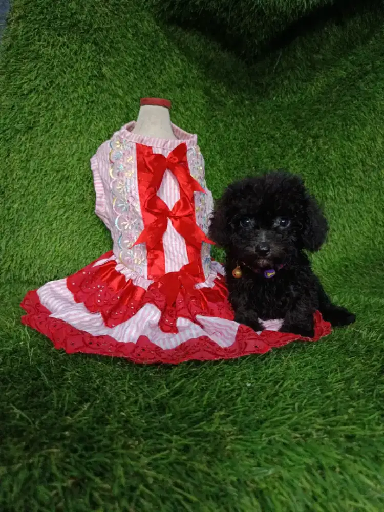 Poodle betina tiny kosongan