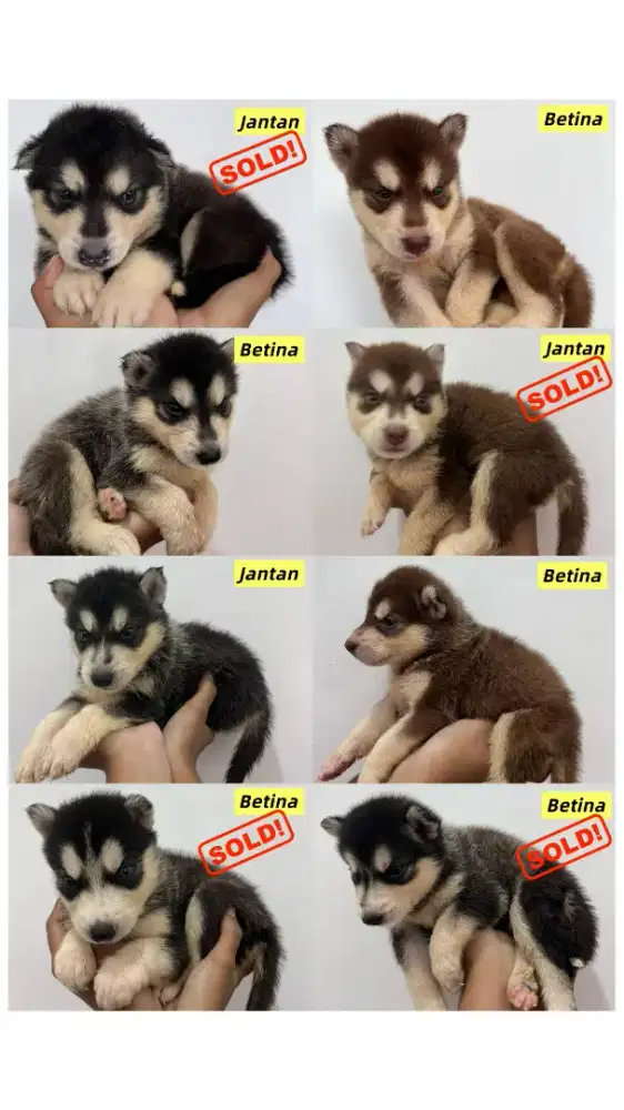 Anak anjing Husky