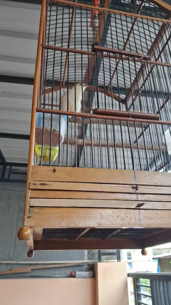 Jual cepat jalak gacor