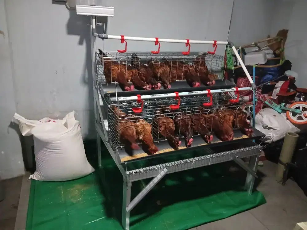 16 ayam petelur dan kandang elektrik siap pakai