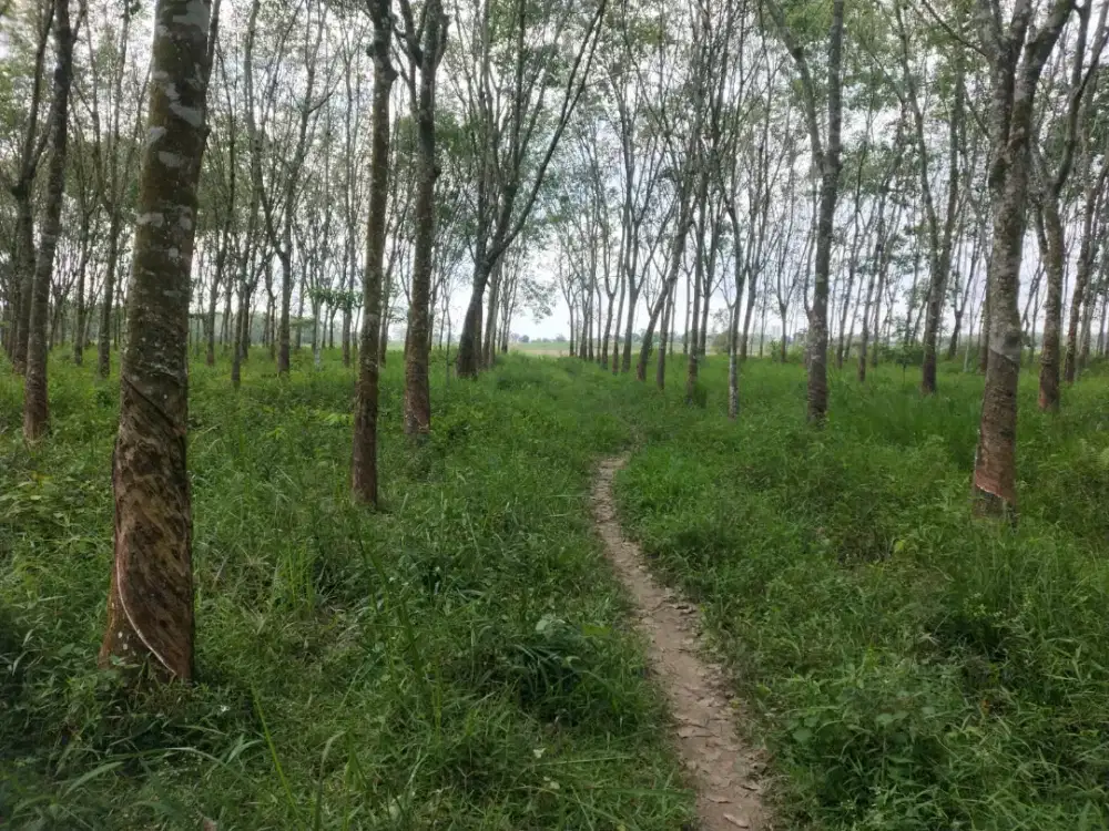 TANAH PERKEBUNAN KARET LUAS 2000M2