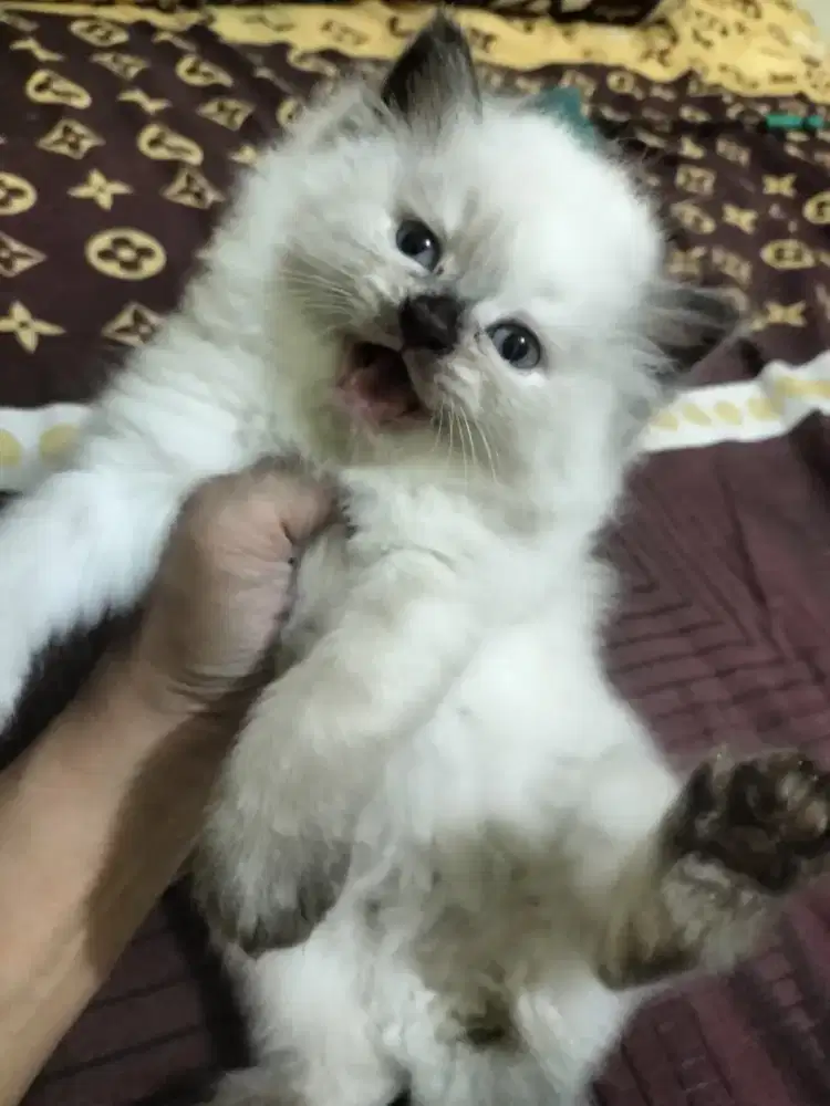 Kucing Himalaya sepasang