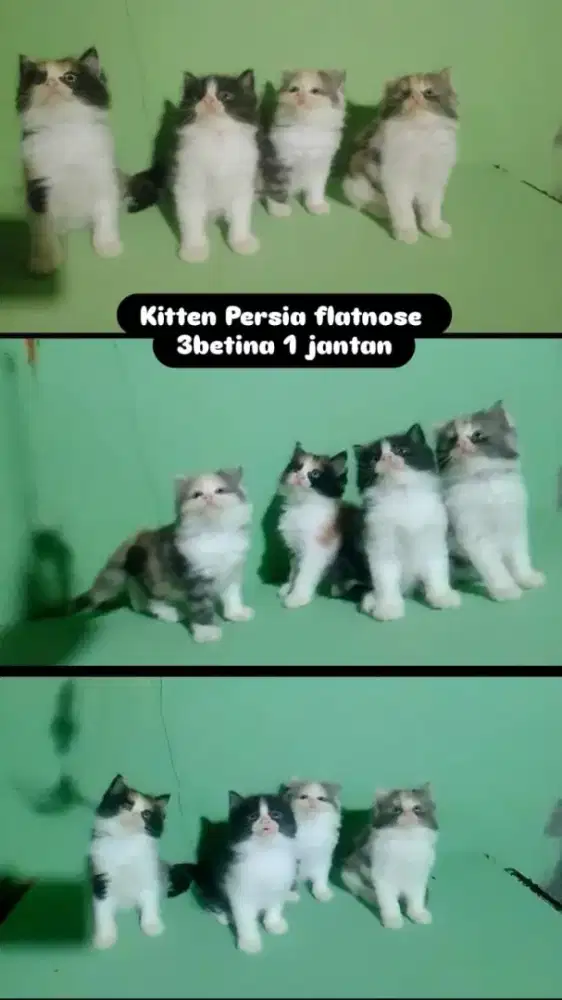 Kucing Persia lucu lucu x