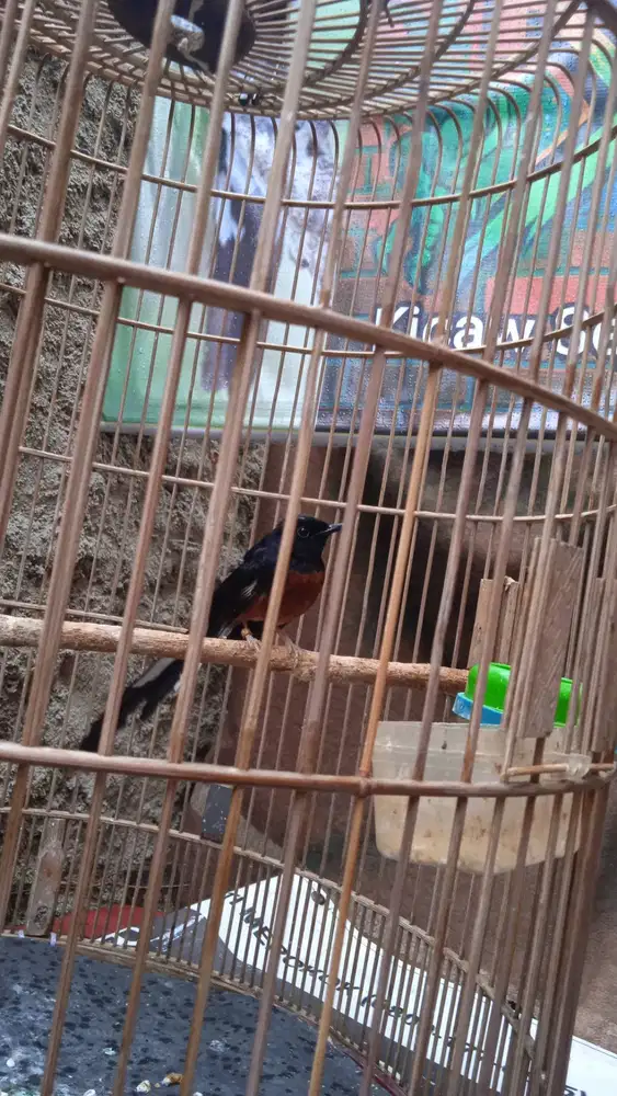 Murai F4 PE21 Ring X~Ray