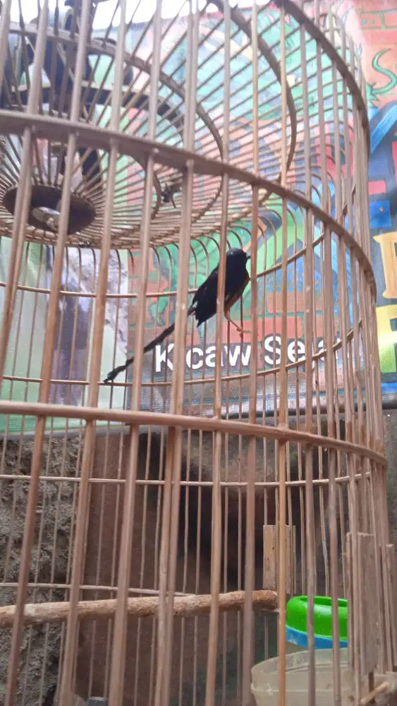 Muray F4 PE21 Ring X~Ray