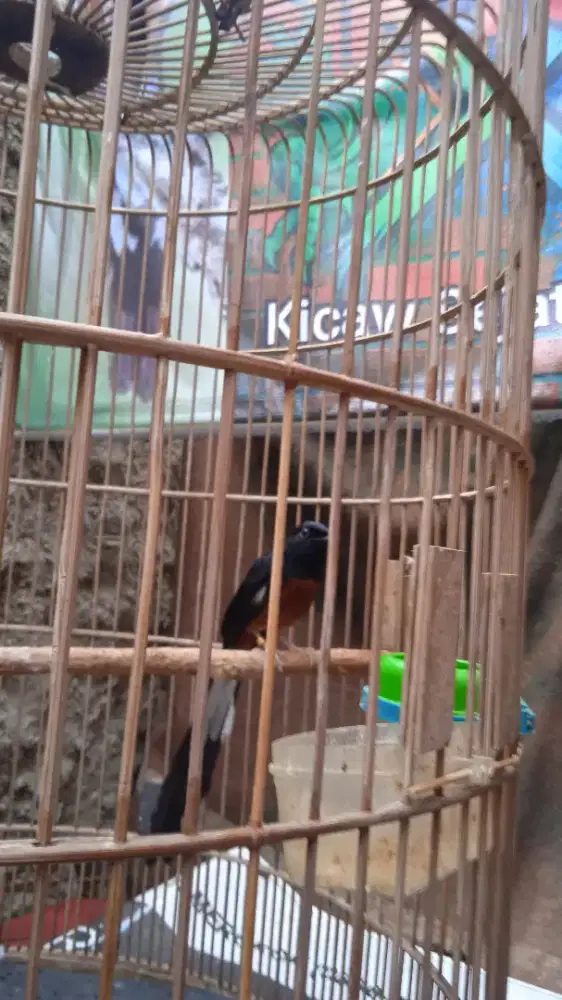 Muray F4 PE21 Ring X~Ray