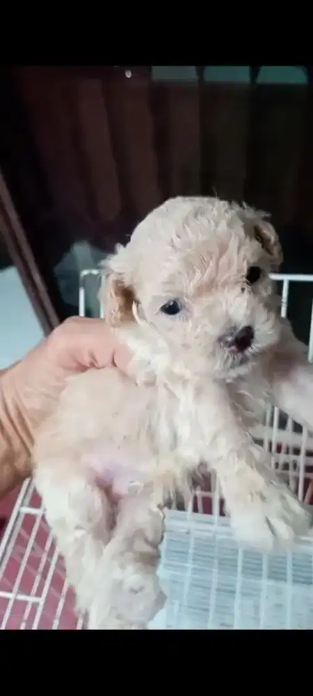 Puppy Apricot poodle