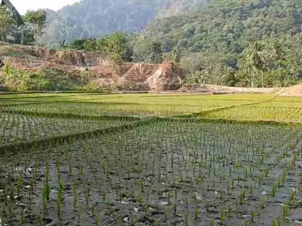 Tanah 9 Ha, Gunungtua Subang SHM 1 pemilik.