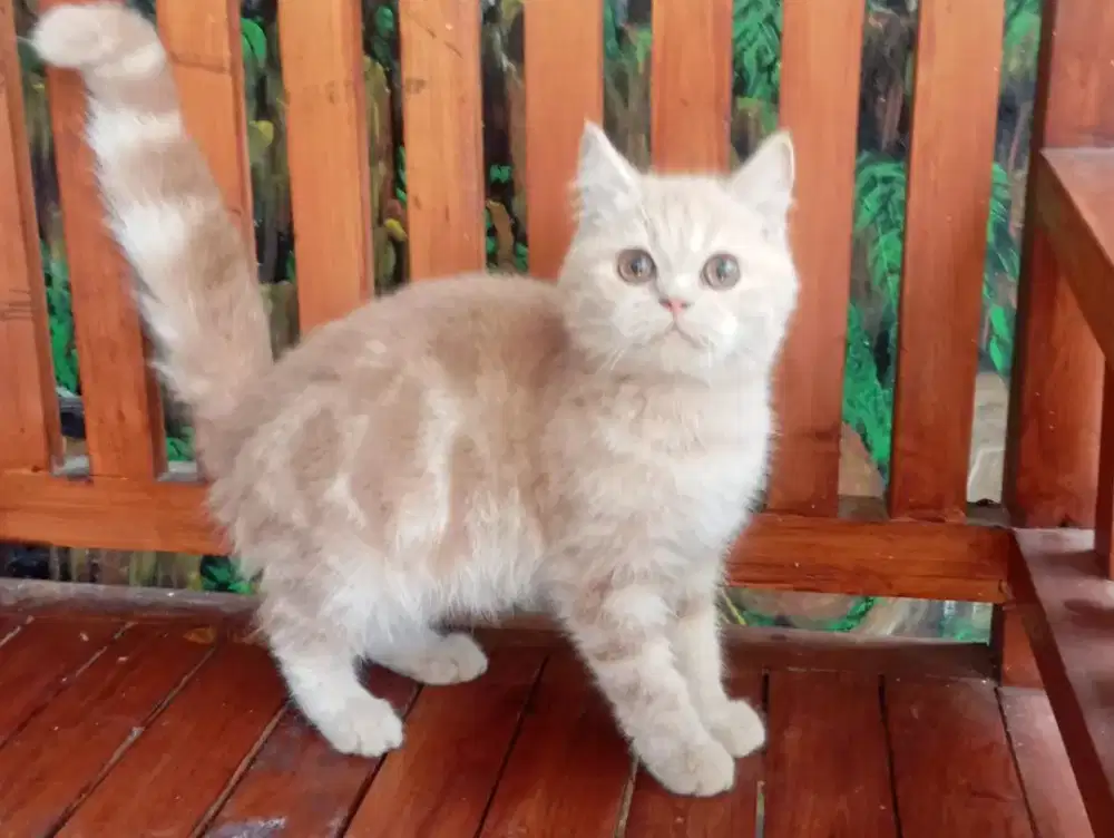 Kucing kitten british shorthair Jantan
