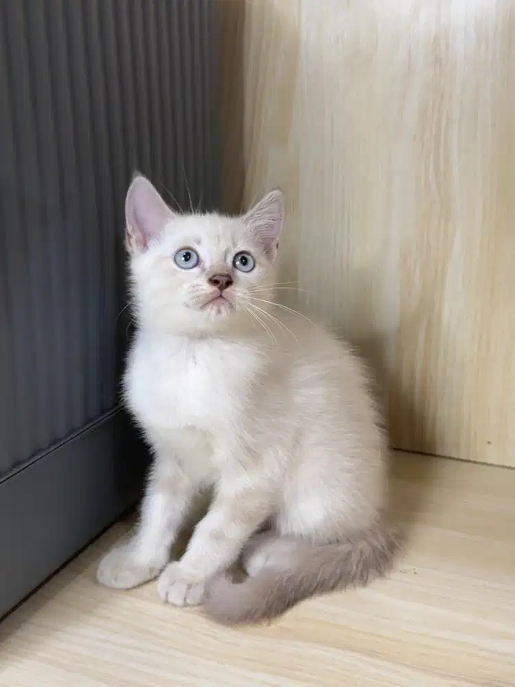 Kitten Kucing Persia